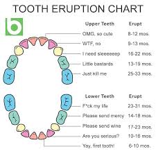 Teething Toddlers Tooth Eruption Chart Steemit