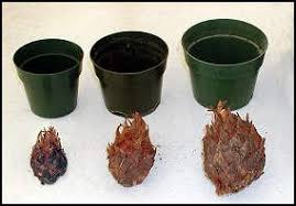 Water getting the soil's moisture level correct is vital to the care of a sago palm. Cycas Revoluta Sago Palms Growing From Pups Sago Palm Sago Palms Palm Tree Care