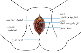 صور: ختان العضو التناسلي الأنثوي – بتر الأعضاء الجنسية - Youmo