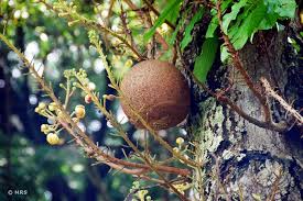 But the enormous fruit of the remarkable tree does have commercial value of a sort. Photo Gallery