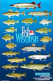 Fish Of North America Collection Of 29 Posters Includes 4