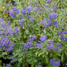 Image result for Caryopteris odorata