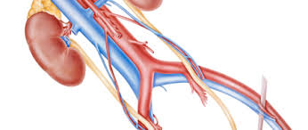 Celles de l5 naissent de l'artre sacrale 3/22/12. Anevrisme De L Aorte Abdominale Sous Renale Qu Est Ce Que C Est Fiches Sante Et Conseils Medicaux