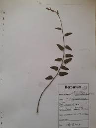 Image result for Cocculus hirsutus