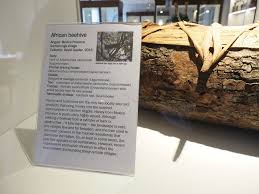 Image result for Elymandra grallata