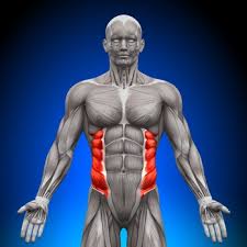 The muscles of the abdomen also help with movement of the vertebral column and rotation of the trunk. Abdominal Muscle Anatomy