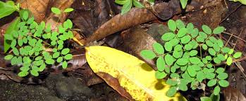 Image result for Tragia adenanthera