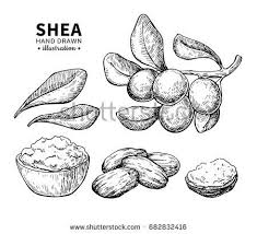 Shea Butter Vector Drawing Isolated Vintage Illustration Of Berry Nuts Branch Organic Essential Oil Engraved Vector Drawing Vintage Illustration Drawings