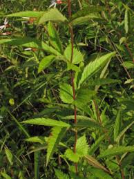 Image result for Brachystegia stipulata