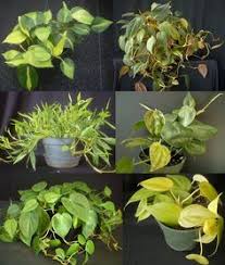 10 2 11 10 9 11 Purple Plants Plants House Plants