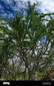 Image result for Boscia albitrunca