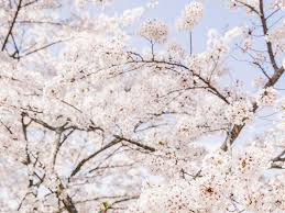 Correctly combining the colors of flowers. The 10 Most Beautiful Flowers In The World