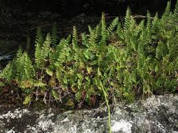 Image result for Antherotoma naudinii