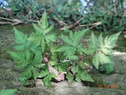 Image result for Doryopteris concolor