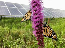 Pollination makes it possible for. Why Should Pollinator Friendly Solar Arrays Come Washington County Columns Heraldmailmedia Com
