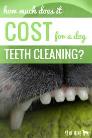 That said, according to nationwide pet insurance, their average claim for a pet dental cleaning was $190, which increased to $404 when dental disease required treatment. How Much Does Dog Teeth Cleaning Cost Average Pricing Costs Dog Teeth Cleaning Dog Teeth Teeth Cleaning Diy