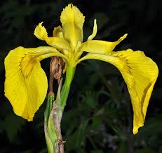 Image result for Iris pseudacorus