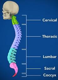 Thoracic vertebrae articulate with the ribs. Thoracic Spine Surgeon Houston Tx Thoracic Spine Pain Austin Pearland