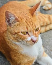 Abscesses in cats are usually caused by bite wounds or scratches, and may be multiple when they occur. The Cat Bible