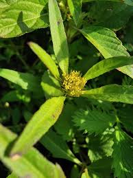 Image result for Bidens kirkii