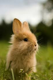Little One On The Hunt Animaux Animaux Mignons Petit Lapin