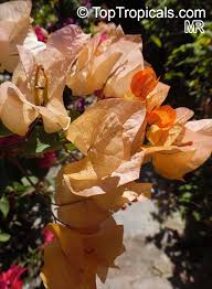 Image result for Bougainvillea sp. cultivar