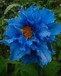 Himalayan Poppy Beautiful Flowers Unusual Flowers Amazing Flowers