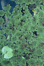 Image result for Azolla pinnata