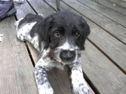 Black And White German Shorthaired Pointer Puppy Pin By Maya Desousa On Puppies German Wirehaired Pointer Puppy Pointer Puppies German Wirehaired Pointer