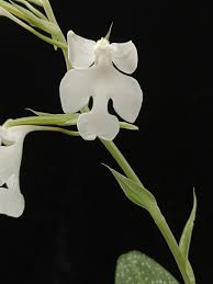 Image result for Habenaria mosambicensis