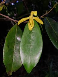 Image result for Huberantha