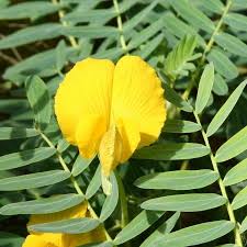 Image result for Aeschynomene fluitans