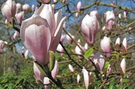 Magnolia Rhs Gardening Plants Uk Woodland Plants Magnolia Trees