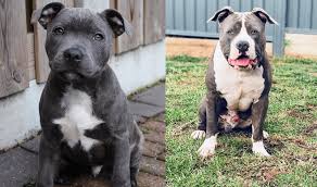 Blue nose pit bulls are usually either american staffordshire terriers or american pitbull terriers. How Much Are Blue Nose Pitbull Puppies 10 Thing You Need To Know