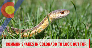 How to tell a venomous snake from a harmless species. Wildlife Control Englewood Common Snakes In Colorado To Look Out For