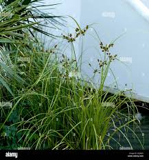 Image result for Cyperus longus