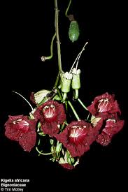 Image result for Thomandersia hensii