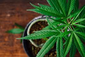Questa volta è il turno della menta, un'erba aromatica molto usata in cucina, sia nelle ricette dolci che salate. Coltivare Cannabis In Casa Violazione Della Legge E Sanzioni Amministrative