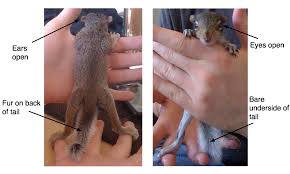If the animal is bleeding or seems distressed, get professional help. Several Easy Strategies For Determining The Age Of Your Baby Squirrel How Long Do Squirrels Live