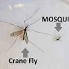 Fungus gnats are in the same family as mosquitoes and mosquito. 1