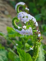 Image result for Heliotropium indicum