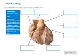 Lay the heart on the dissecting tray, anterior surface up. Heart Dissection Lab Lt Anatomy Collection Adi
