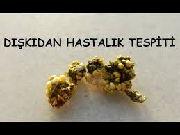 Diskidan Hastalik Tespiti Muhabbet Kusu Youtube