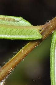 Image result for Pteris