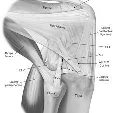 Lateral gastrocnemius muscle (not always included) functional classification. Lateral View Of A Right Knee Illustrating The Anterolateral Corner Download Scientific Diagram