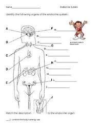 Endocrine System Worksheet Endocrine System Endocrine System