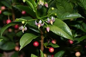 Image result for Ardisia
