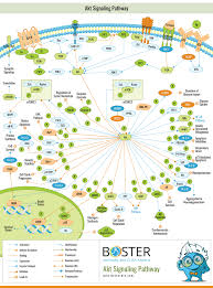 Pin On Cell Signaling Pathways