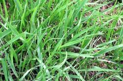 Crabgrass doesnt grow(at least in michigan) till july and august. Control Annual Weedy Grasses Fort Collins Nursery