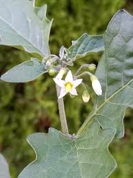 Image result for Solanum giganteum